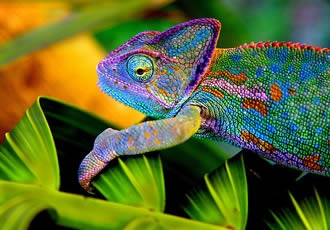 chameleon colors