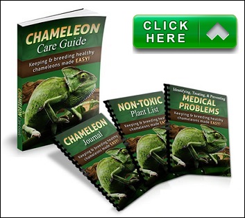 chameleon care guide pdf