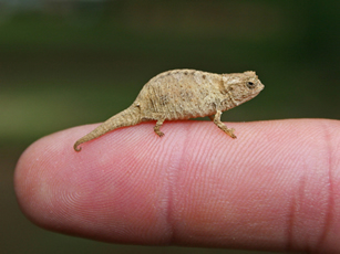 Pygmy Chameleon Care Sheet,Starbuck Sizes And Prices